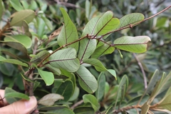 Cryptolepis sinensis