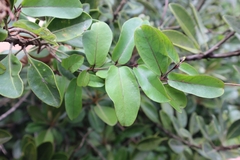 Cryptolepis sinensis
