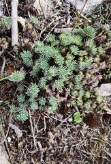 Petrosedum forsterianum
