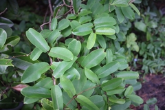 Cryptolepis sinensis