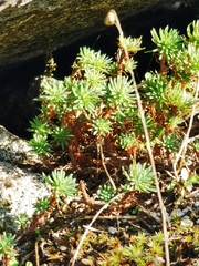 Petrosedum forsterianum