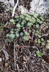 Petrosedum forsterianum