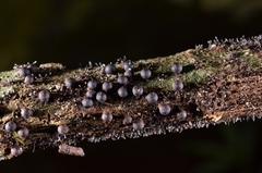 Rosellinia