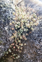 Sedum brevifolium