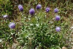 Carthamus caeruleus