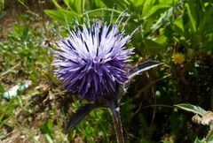 Carthamus caeruleus