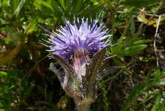Carthamus caeruleus