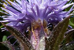 Carthamus caeruleus