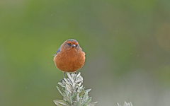 Conirostrum rufum