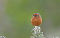 Conirostrum rufum