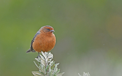 Conirostrum rufum