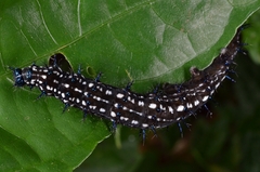 Doleschallia bisaltide