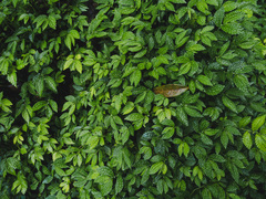 Elatostema parvum