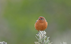 Conirostrum rufum
