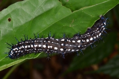 Doleschallia bisaltide