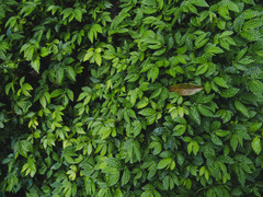 Elatostema parvum