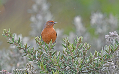 Conirostrum rufum