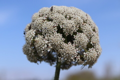 Conioselinum gmelinii