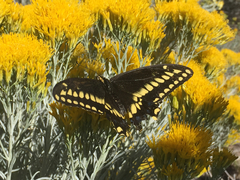 Papilio machaon bairdii