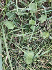 Barbarea vulgaris
