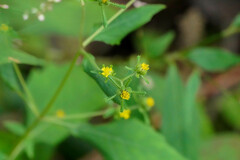 Sigesbeckia pubescens