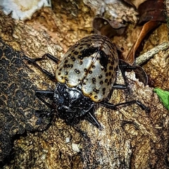 Cypherotylus annulipes