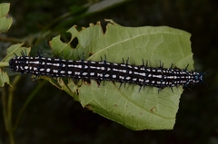 Doleschallia bisaltide