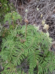 Gleichenia dicarpa