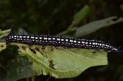 Doleschallia bisaltide