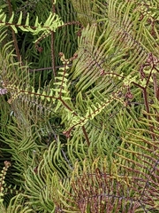 Gleichenia dicarpa