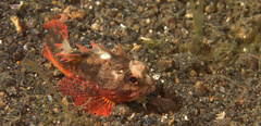 Richardsonichthys leucogaster