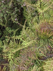 Gleichenia dicarpa
