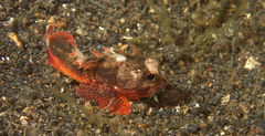 Richardsonichthys leucogaster