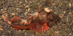 Richardsonichthys leucogaster