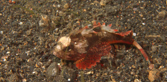 Richardsonichthys leucogaster