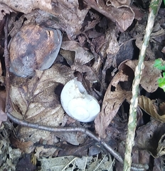Euomphalia strigella