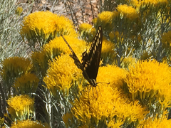 Papilio machaon bairdii