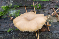 Lentinellus micheneri