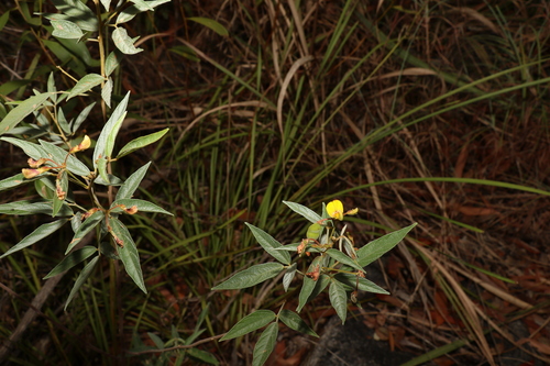 Image of Cajanus Acutifolius (Cajanus acutifolius) by (c) Greg Tasney, some rights reserved (CC BY-SA)