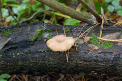 Lentinellus micheneri