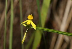 Tricoryne anceps