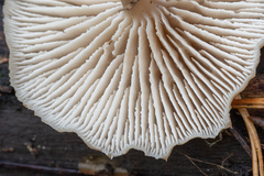 Lentinellus micheneri