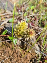 Ptilotus spathulatus