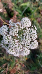 Selinum carvifolia