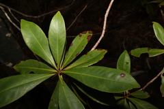 Tristaniopsis exiliflora