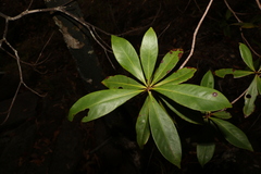 Tristaniopsis exiliflora
