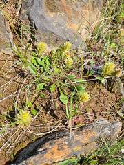 Ptilotus spathulatus