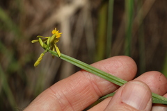 Tricoryne anceps