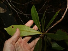 Tristaniopsis exiliflora