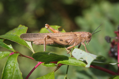 Anacridium aegyptium